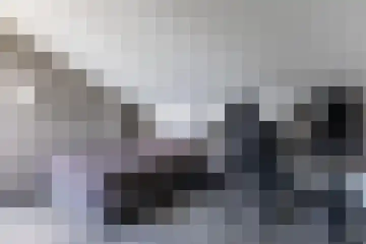 Zilverplevier 17 Bergen op Zoom thumbnail 33