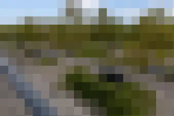 Zilverplevier 17 Bergen op Zoom thumbnail 39