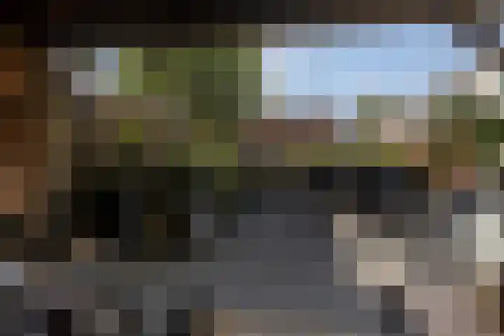 Zilverplevier 17 Bergen op Zoom thumbnail 45