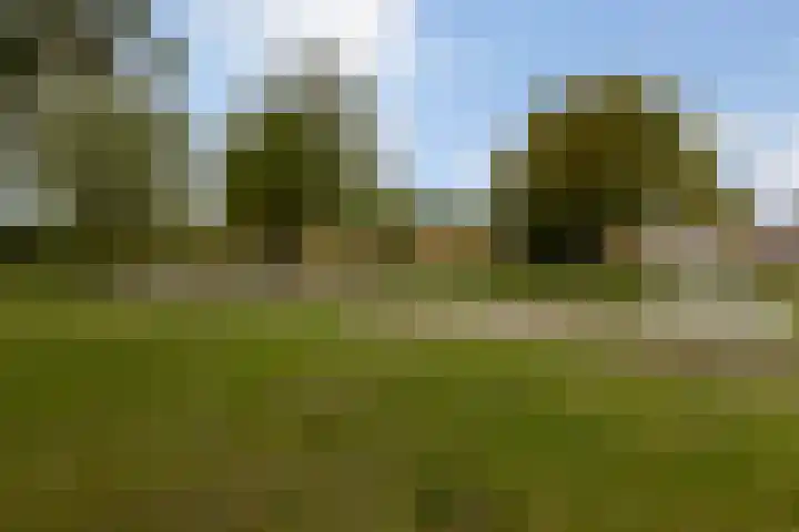 Zilverplevier 17 Bergen op Zoom thumbnail 51