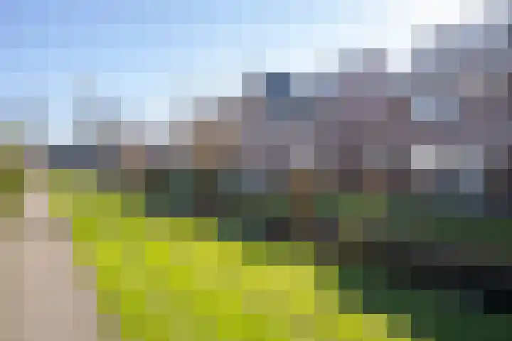 Zilverreiger 20 Leimuiden thumbnail 6