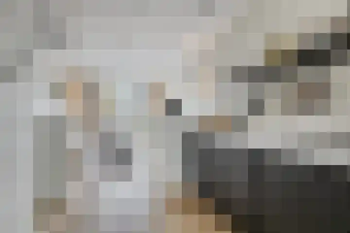 Zilverreigerdreef 74 Pijnacker thumbnail 4