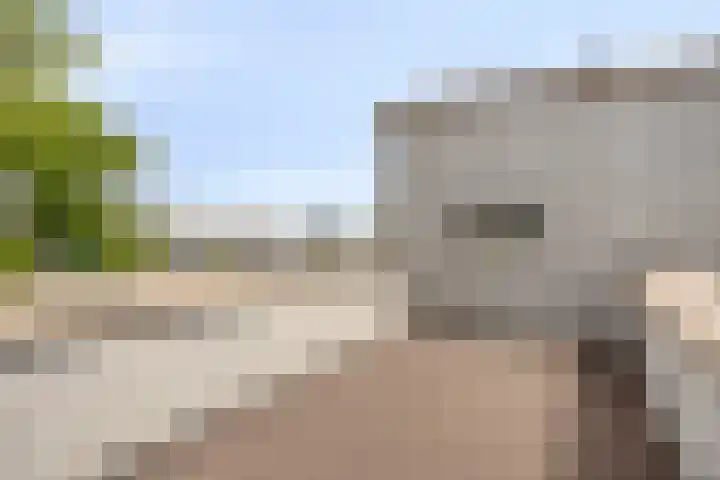 Zilverschat 45 Cuijk thumbnail 24