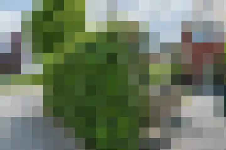 Zilverschoon 30 Bodegraven thumbnail 54