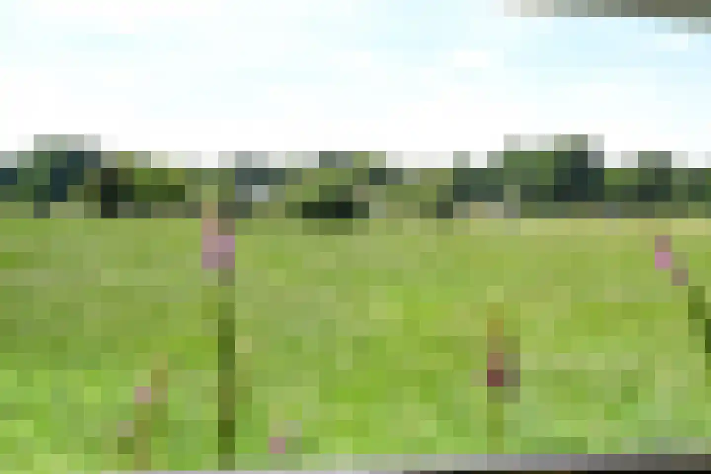 Zilverspar 14 Putten thumbnail 28