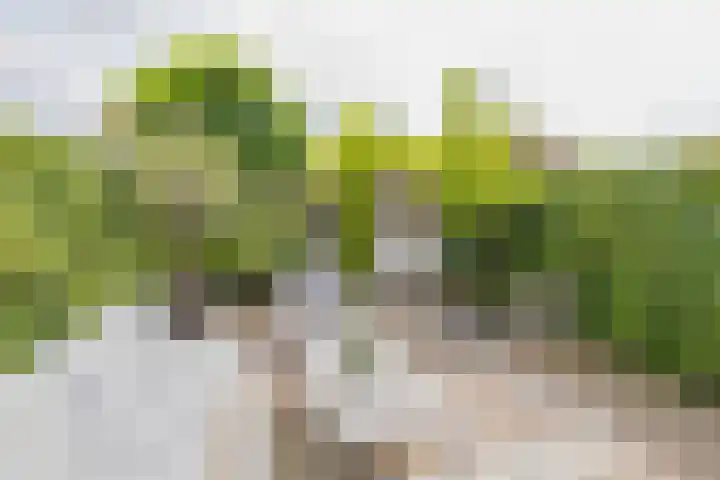 Zilverstein 16 Oegstgeest thumbnail 6