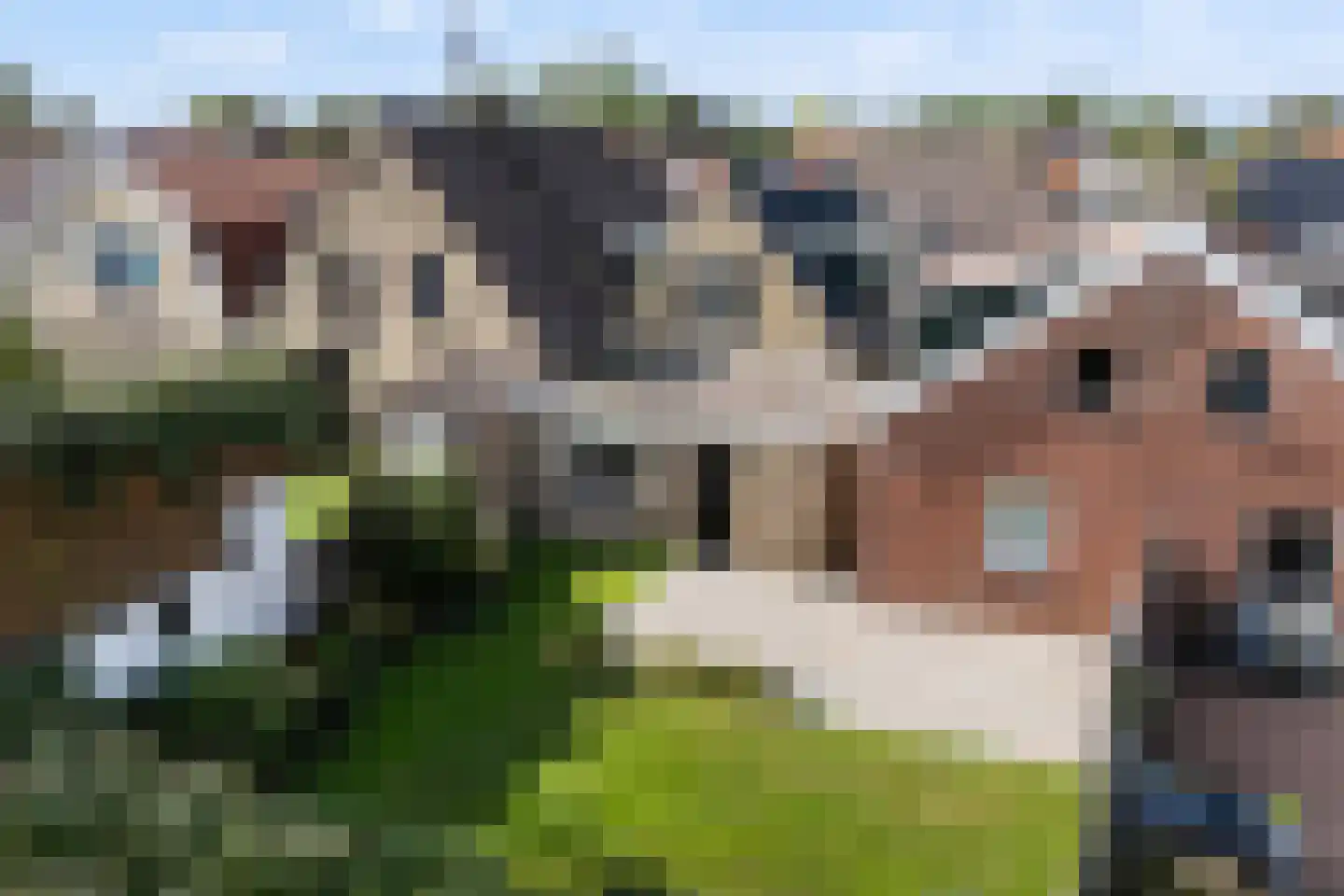 Zilverstreek 8 Arum thumbnail 27