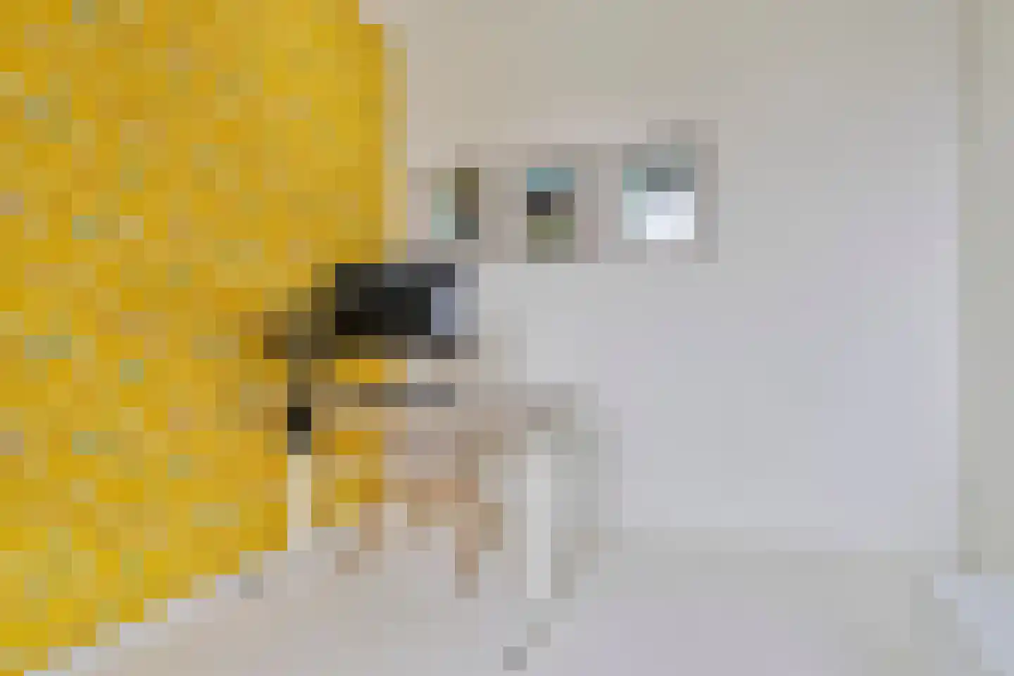 Zilvervlekpad 6 Rosmalen thumbnail 32