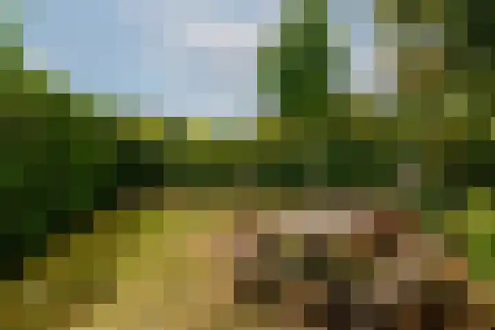 Zilvervloot 44 Rhoon thumbnail 55
