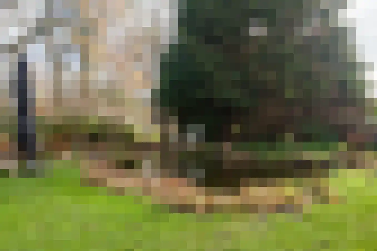 Zimmelinksdiek 2 Winterswijk Meddo thumbnail 11