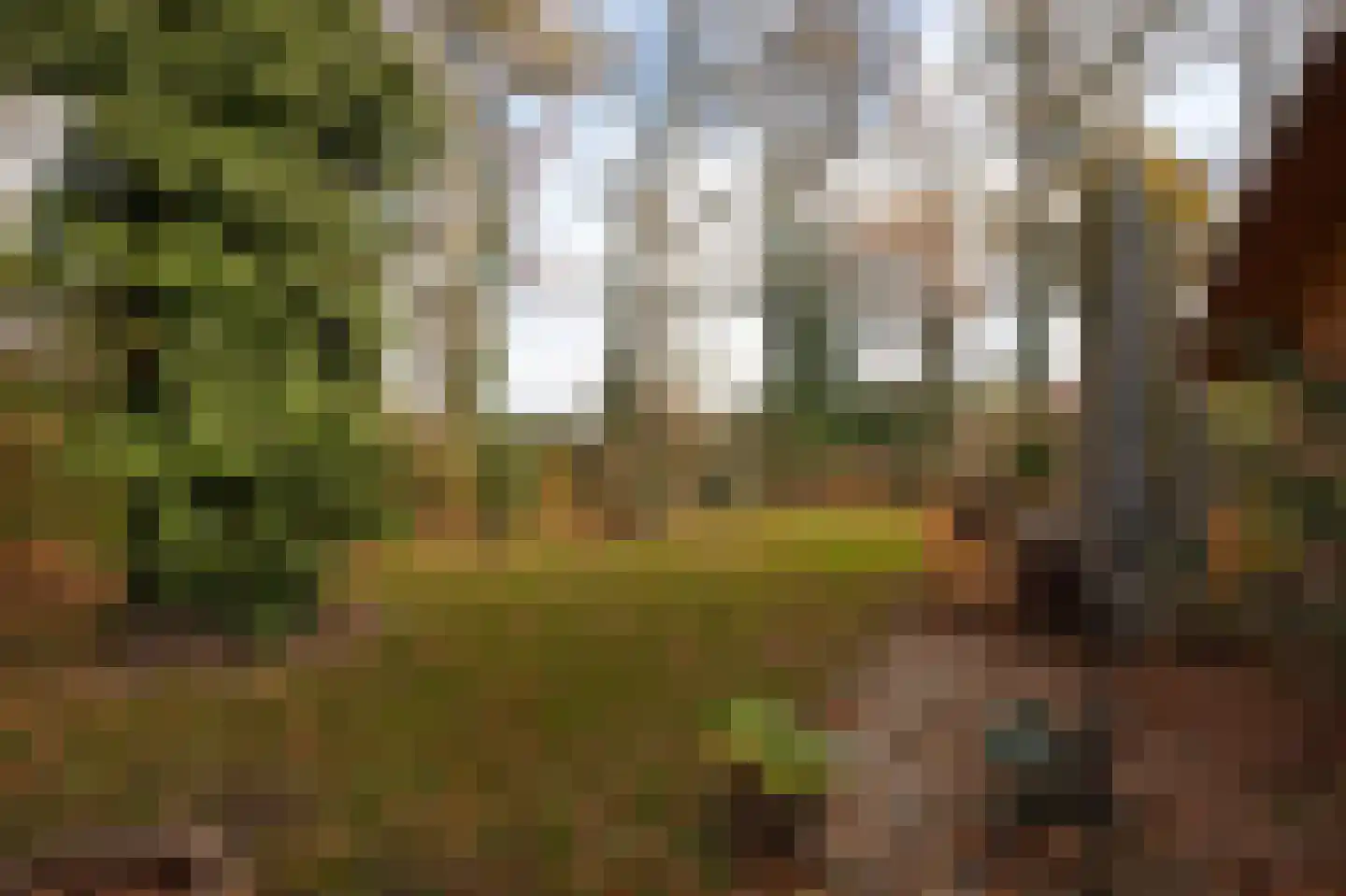 Zimmelinksdiek 2 Winterswijk Meddo thumbnail 50