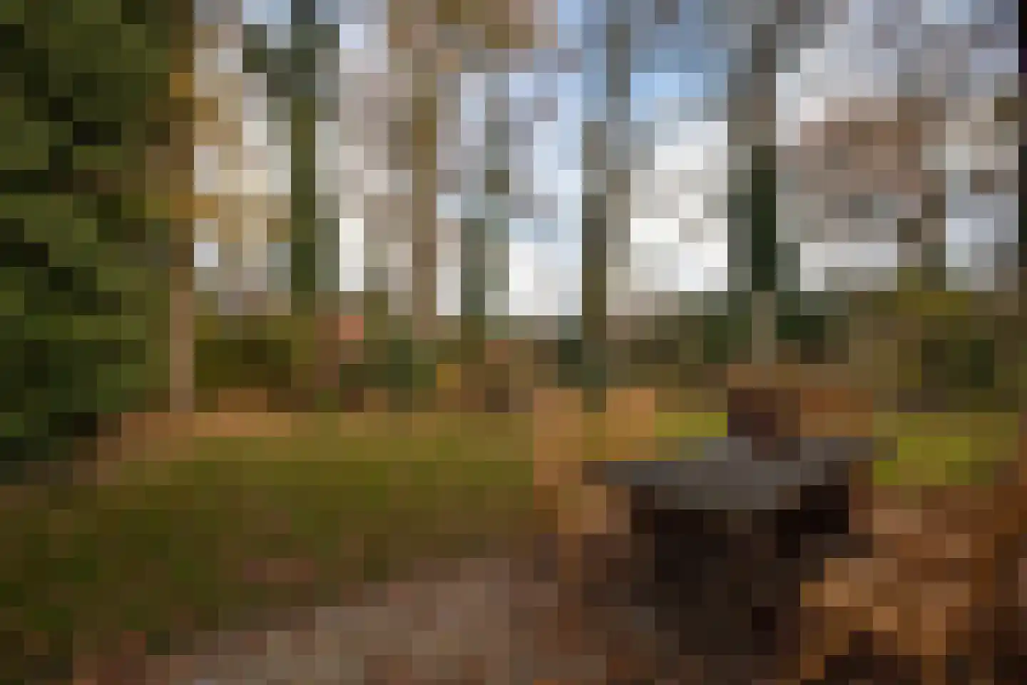 Zimmelinksdiek 2 Winterswijk Meddo thumbnail 51