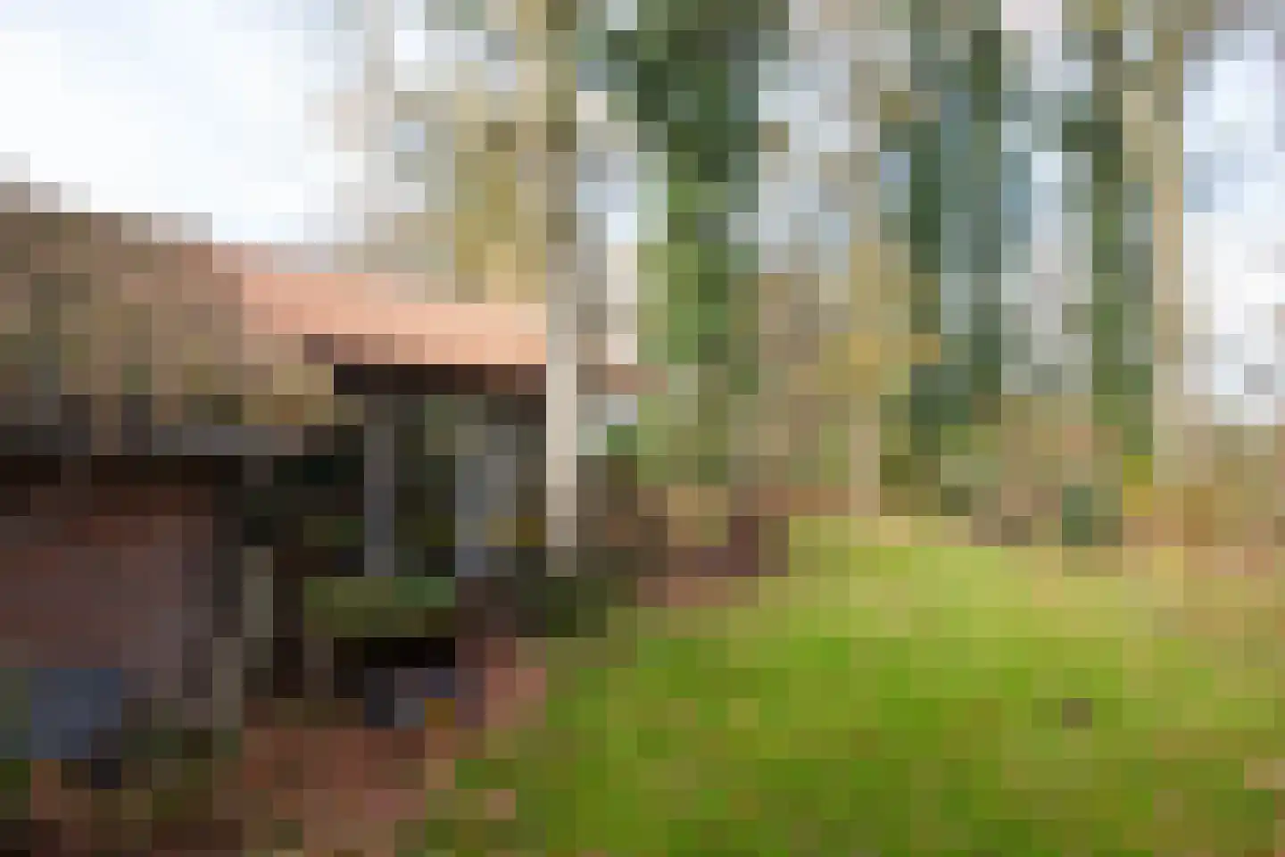 Zimmelinksdiek 2 Winterswijk Meddo thumbnail 52