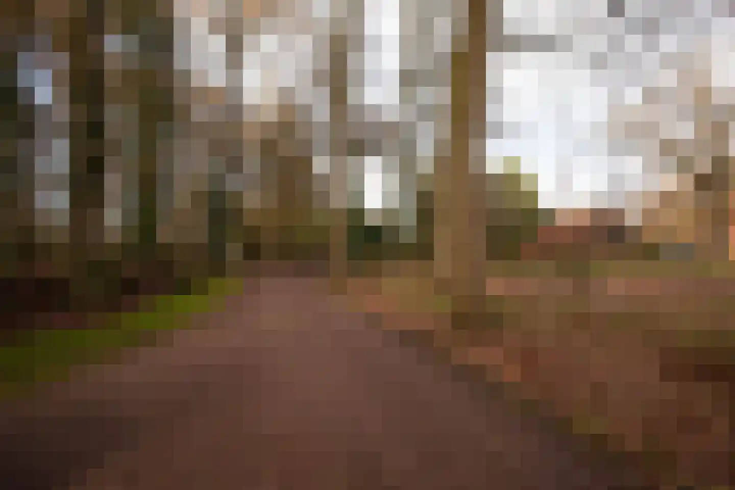 Zimmelinksdiek 2 Winterswijk Meddo thumbnail 65