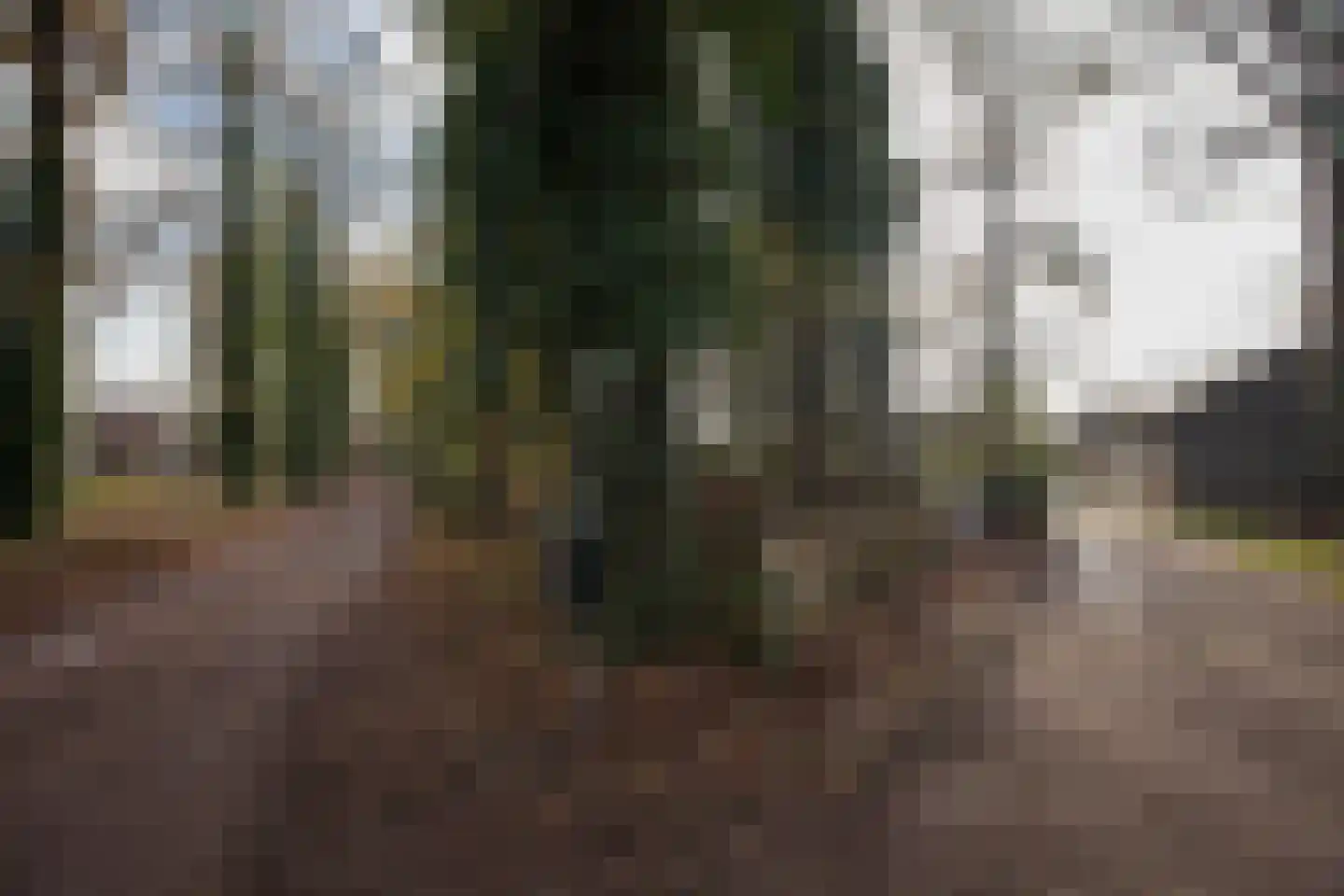 Zimmelinksdiek 2 Winterswijk Meddo thumbnail 66
