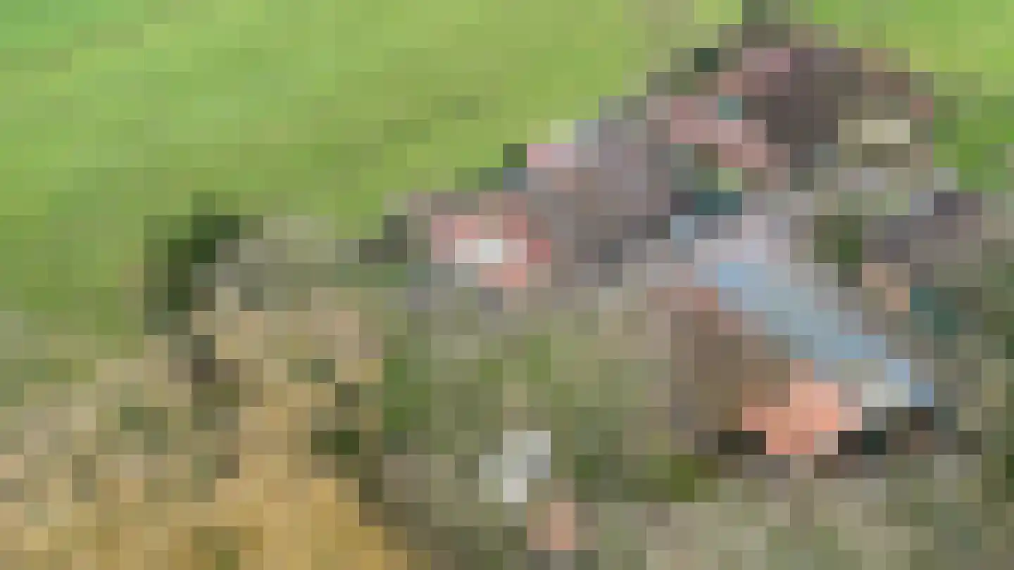 Zimmelinksdiek 2 Winterswijk Meddo thumbnail 71