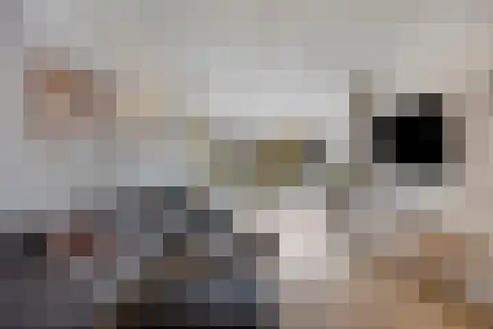 Zinker 19 Oss thumbnail 10