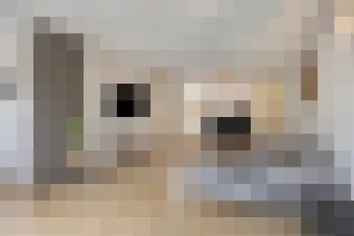 Zinker 19 Oss thumbnail 13