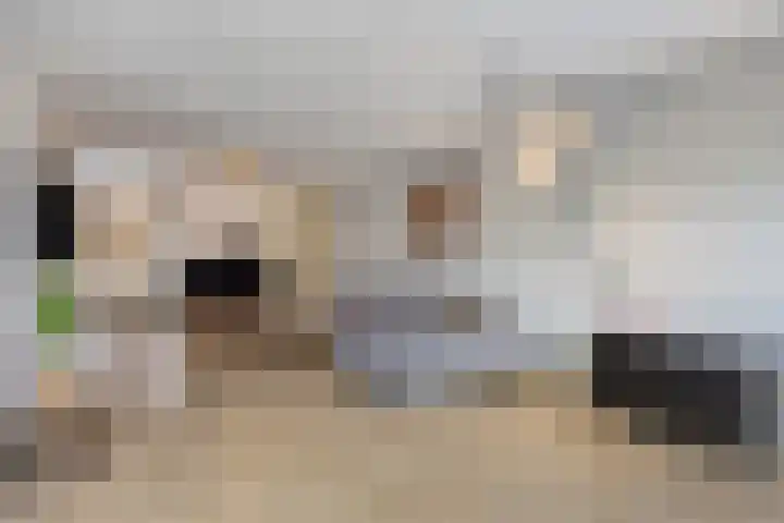 Zinker 19 Oss thumbnail 14