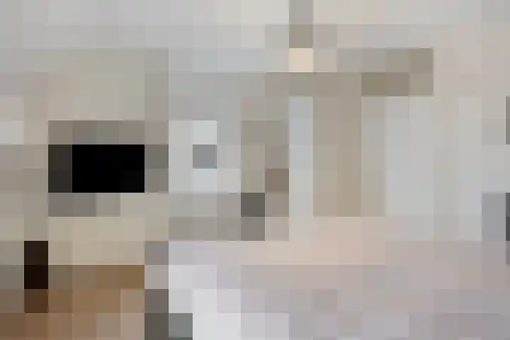 Zinker 19 Oss thumbnail 20