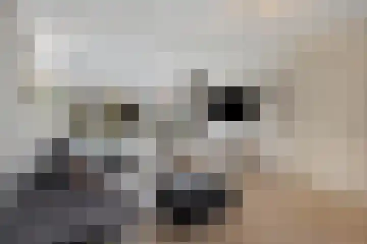 Zinker 19 Oss thumbnail 8