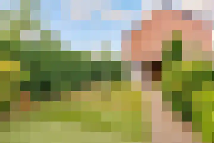 Zirkoon 18 's-Hertogenbosch thumbnail 11