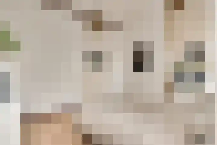 Zitterd 2 a Soerendonk thumbnail 34