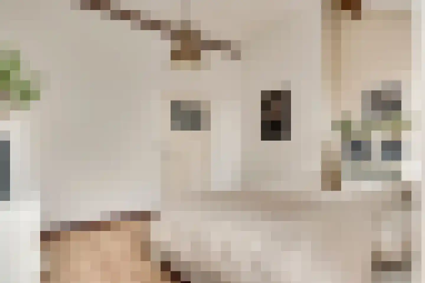 Zitterd 2 a Soerendonk thumbnail 34