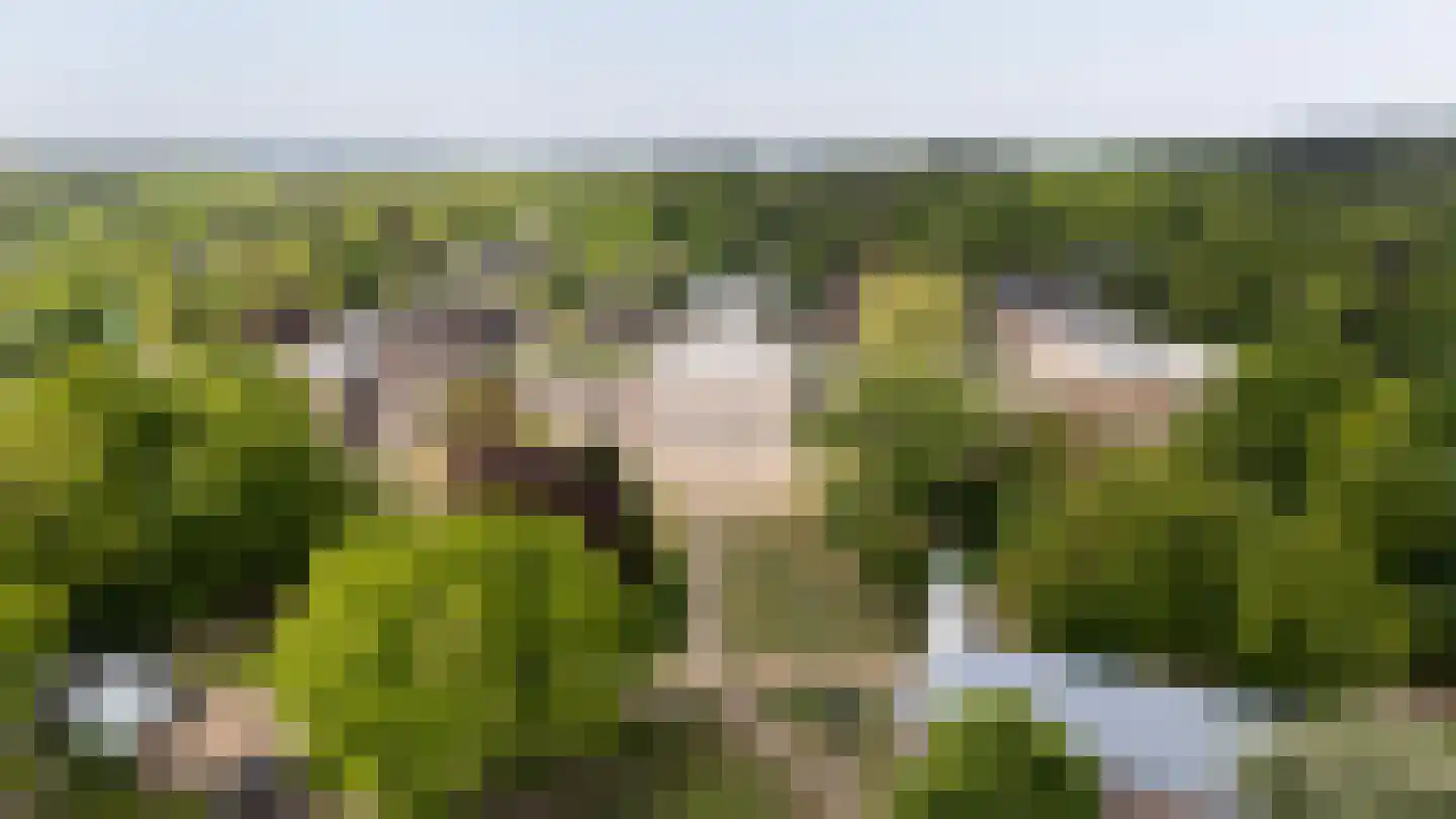 Zocherlaan 66 Bloemendaal thumbnail 63