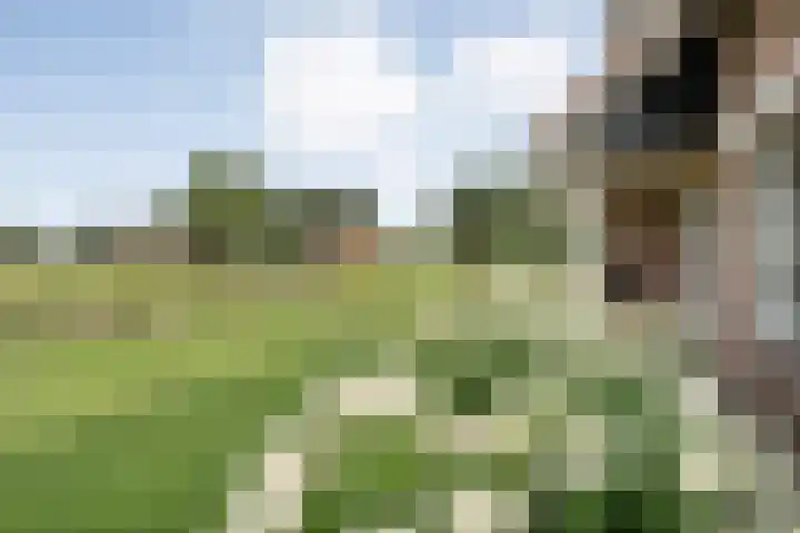 Zoekeweg 2 Reutum thumbnail 29