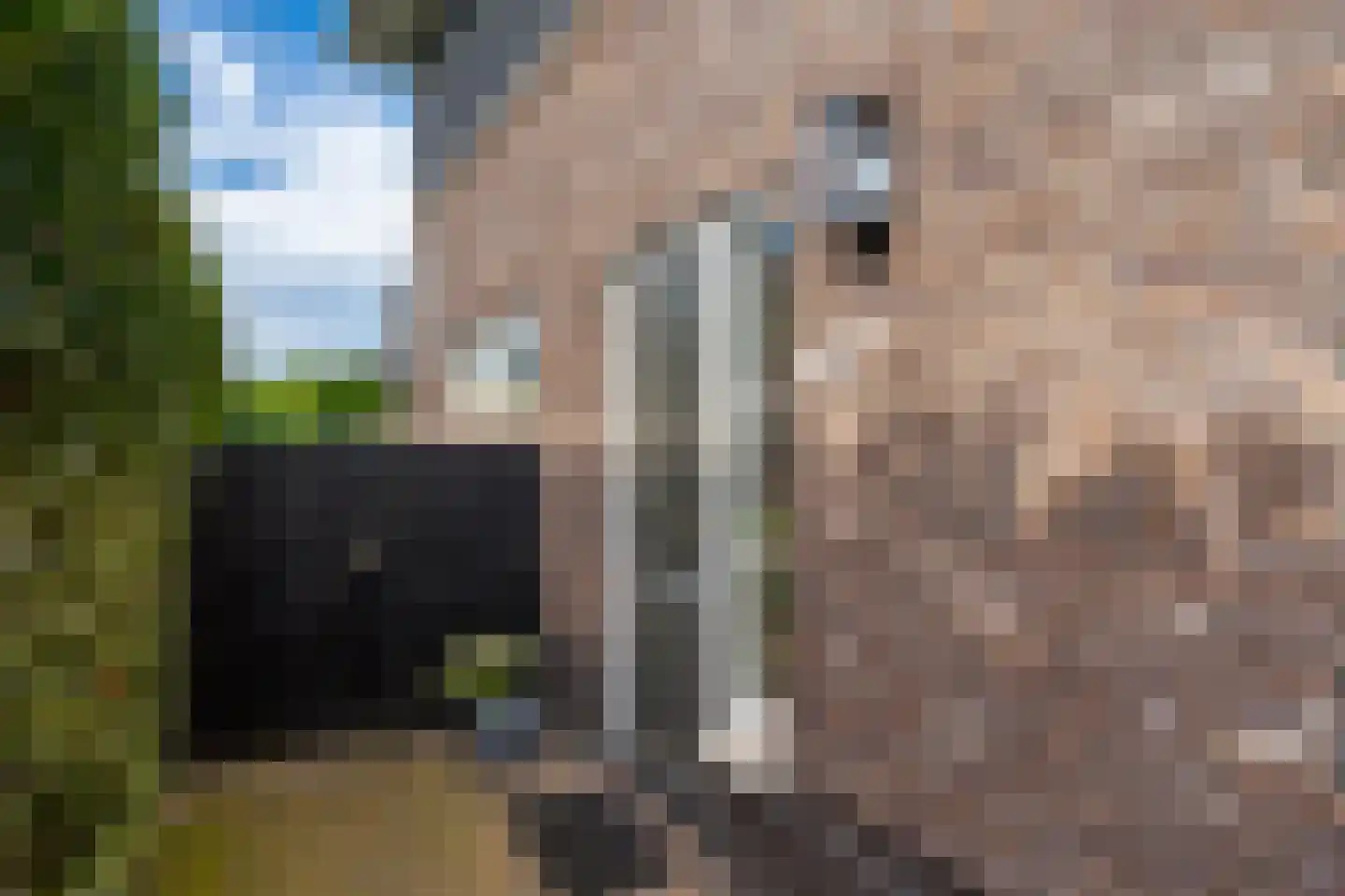 Zoete Brederodepad 14 Hoef en Haag thumbnail 6