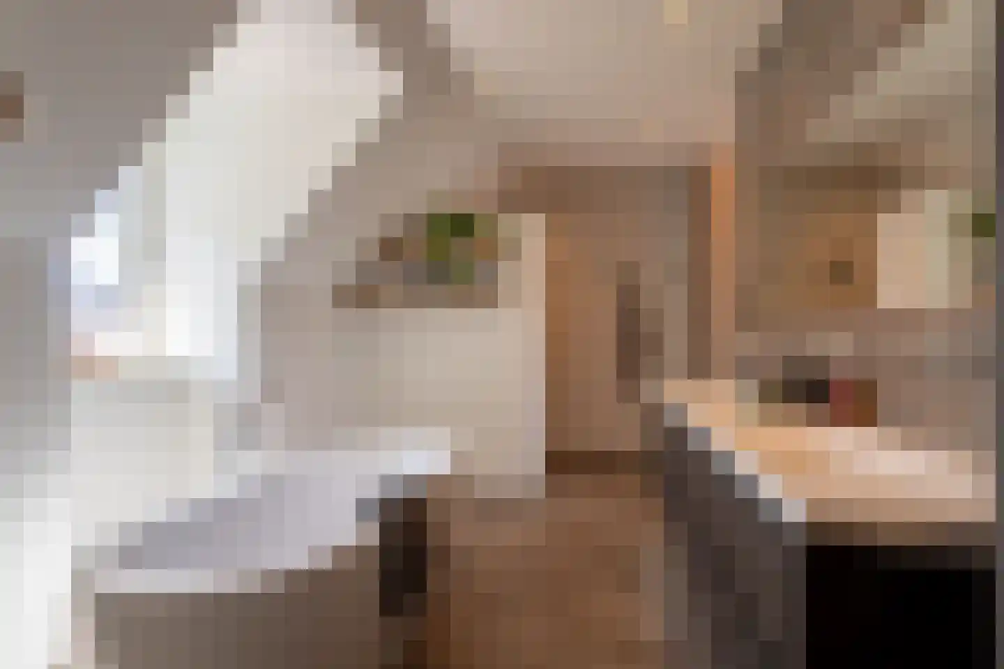 Zoete Kers 27 Helmond thumbnail 36