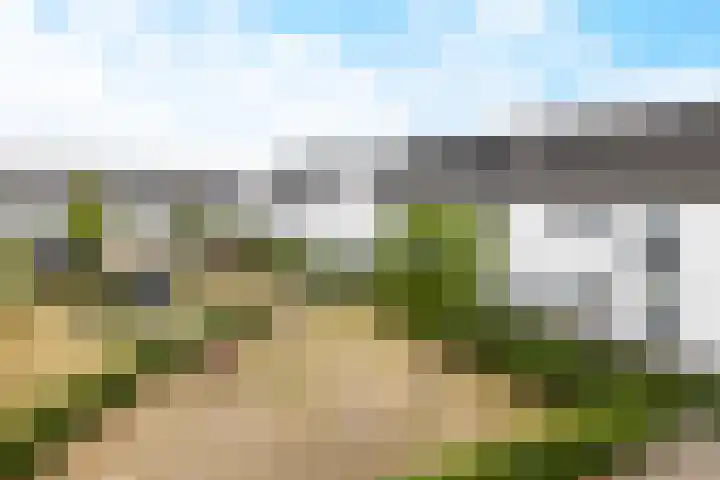 Zoete Kroon 12 Fijnaart thumbnail 36
