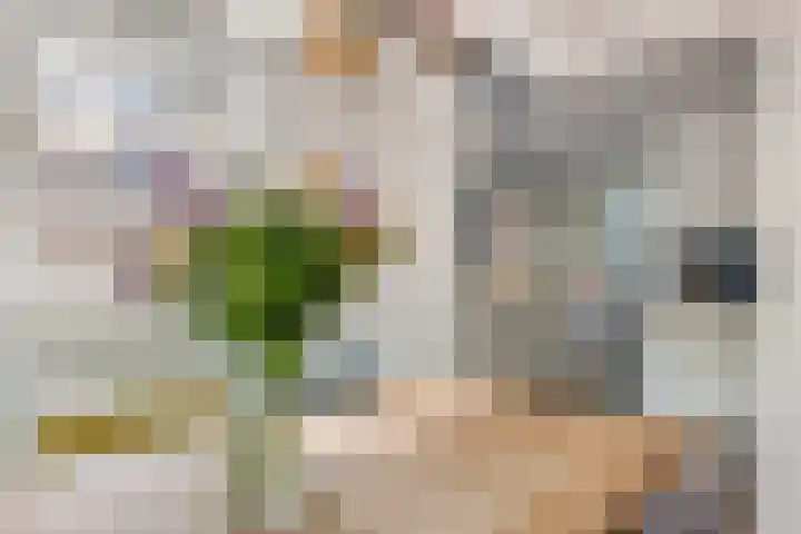 Zoete Kroon 13 Geldermalsen thumbnail 22