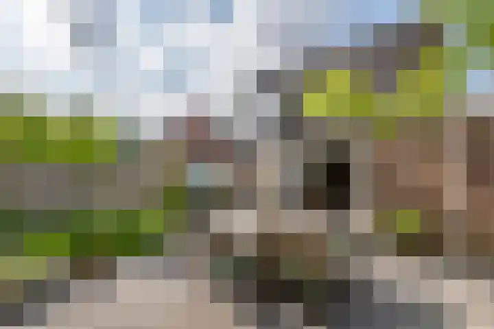 Zoete Kroon 13 Geldermalsen thumbnail 25