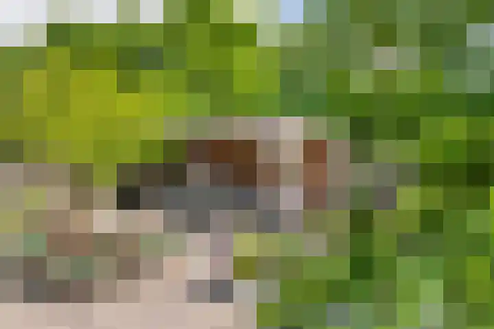 Zoete Kroon 13 Geldermalsen thumbnail 26