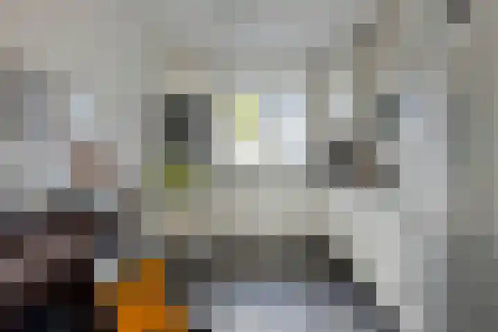 Zoete Kroon 24 Fijnaart thumbnail 15