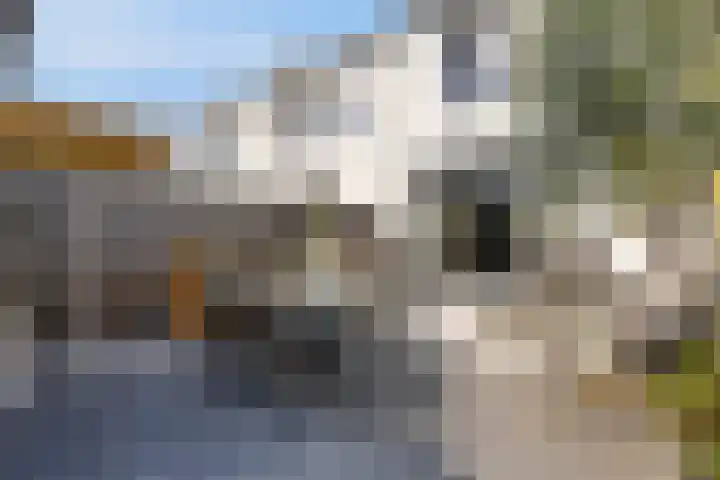 Zoete Kroon 24 Fijnaart thumbnail 32