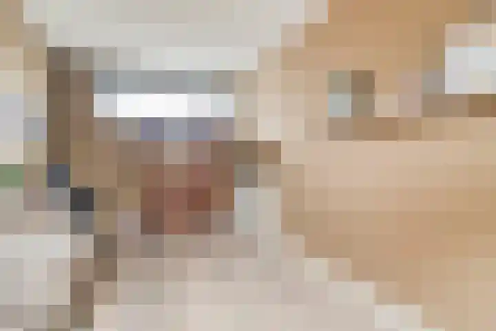 Zoete Kroon 26 Fijnaart thumbnail 12