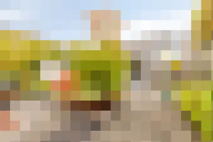 Zoete Kroon 26 Fijnaart thumbnail 29