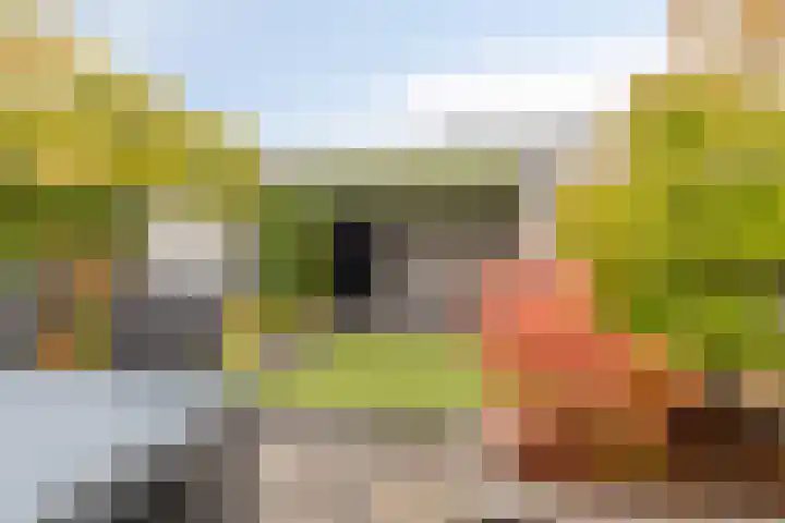 Zoete Kroon 26 Fijnaart thumbnail 30