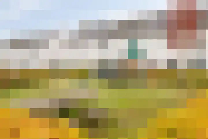 Zoete Kroon 26 Fijnaart thumbnail 35