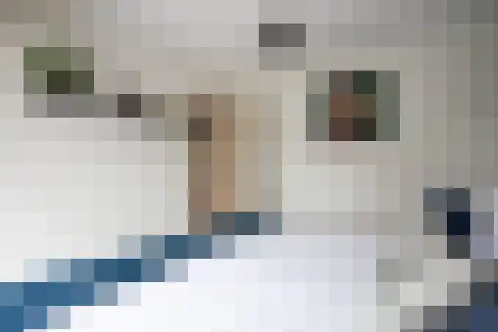 Zoete Kroon 27 Geldermalsen thumbnail 28