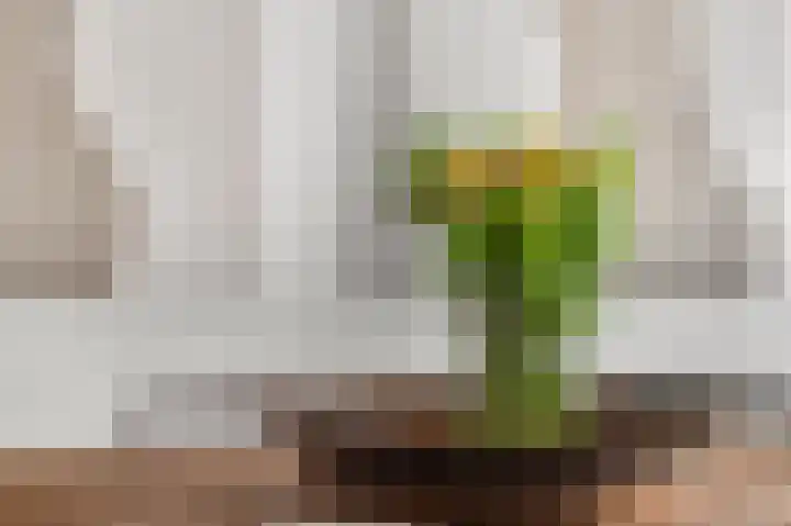 Zoetendaal 14 Buren thumbnail 8