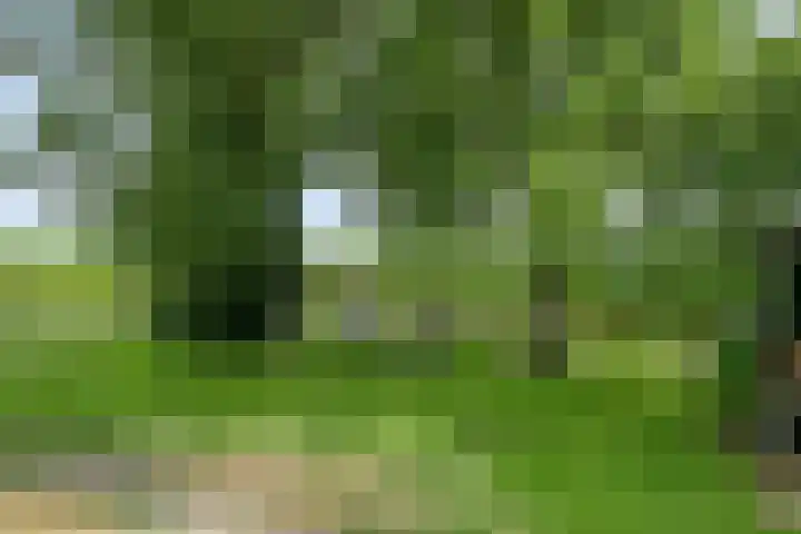 Zoggelsestraat 89 Heesch thumbnail 34