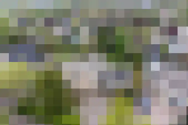 Zomer 72 Dronten thumbnail 35