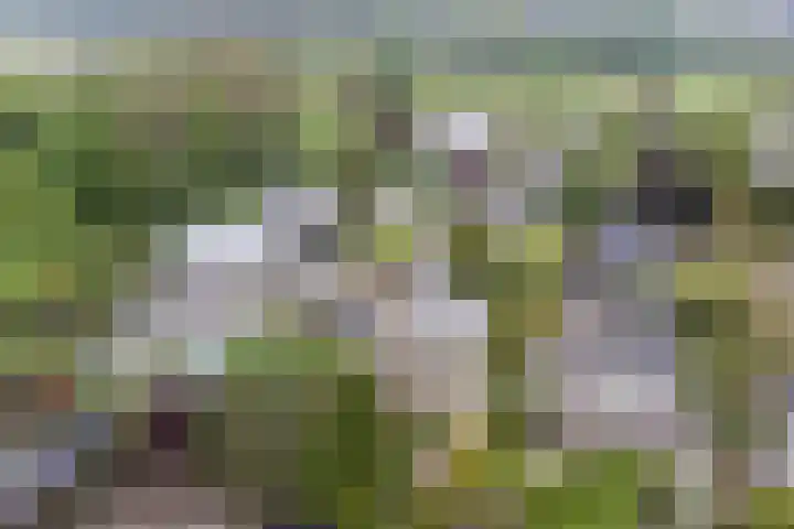 Zomer 72 Dronten thumbnail 36