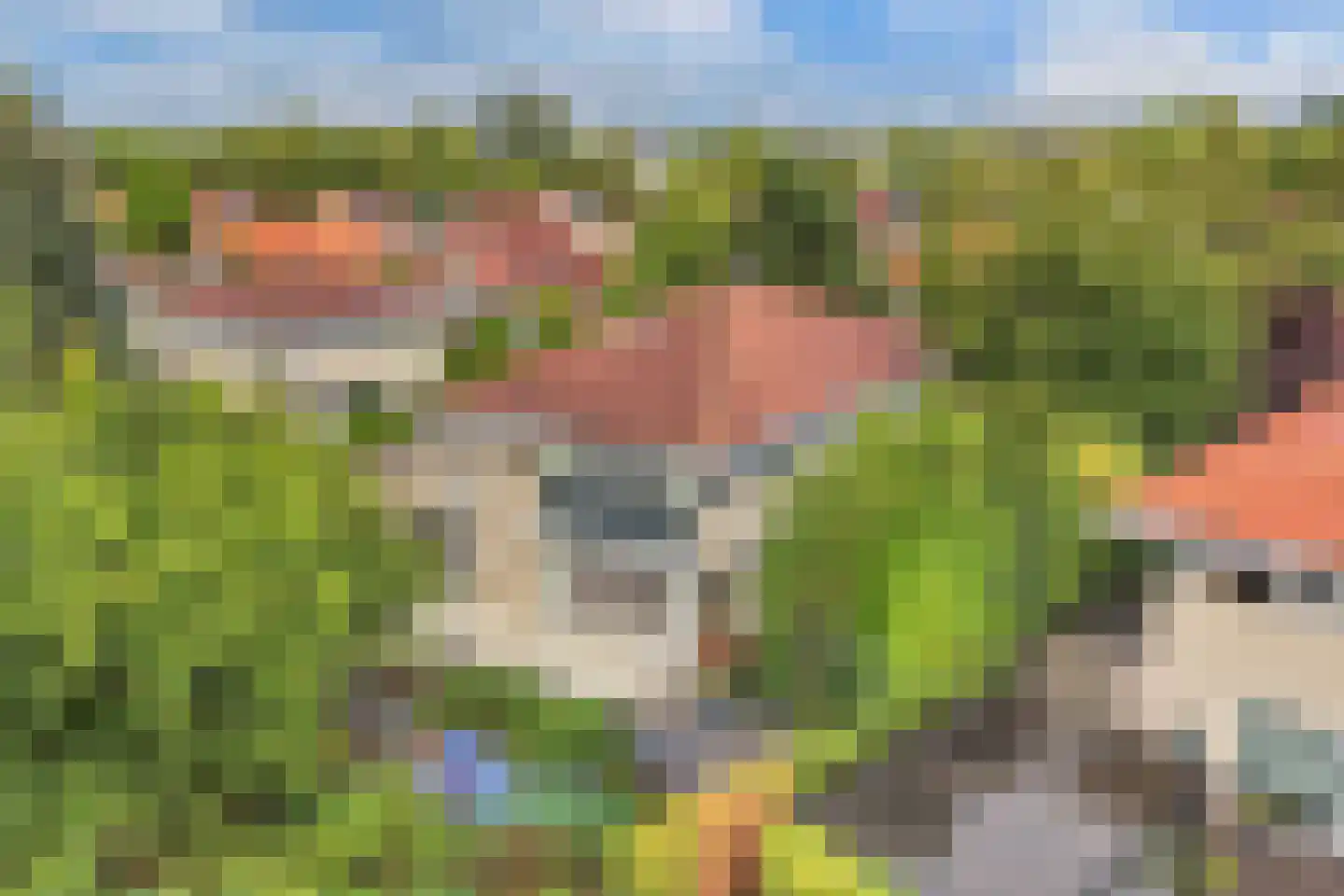Zomer 9 Dronten thumbnail 61