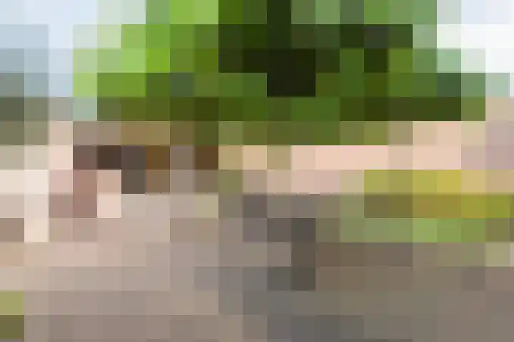 Zomerbed 8 Kampen thumbnail 42