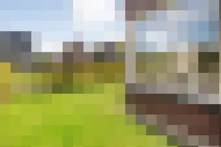 Zomerbed 8 Kampen thumbnail 54
